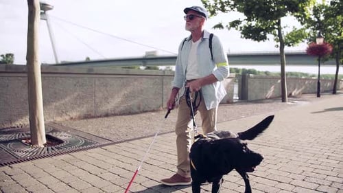 Senior Blind Man with Guide Dog Outdoors in City, Walking