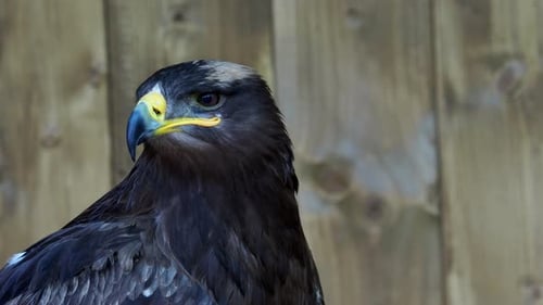 The steppe eagle is a bird of prey. (Aquila rapax)