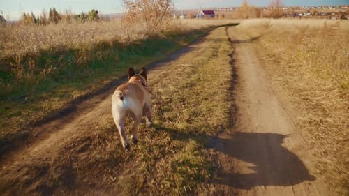 A Playful Dog Enjoys a Stroll Through an Open Field Exploring the Trail on a Sunny Day While