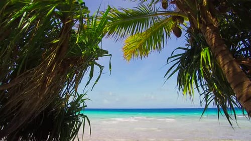Travel, Seascape and Nature Concept - Tropical Beach with Coconut Trees In