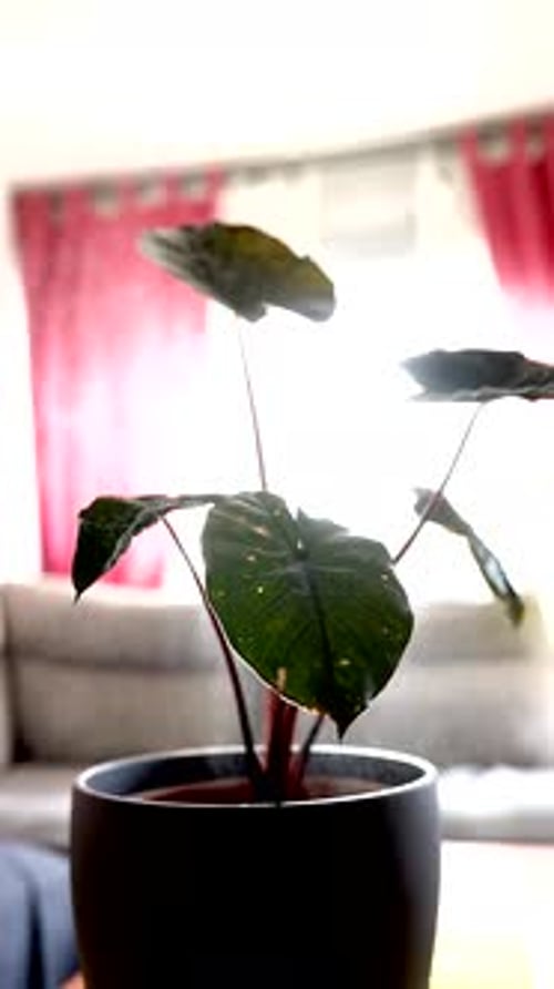 Indoor Plant Sprayed with Water in Home Setting