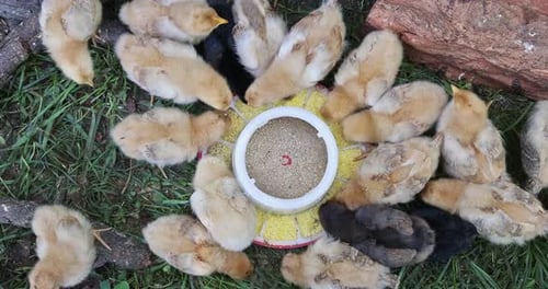 Cute Little Birds Chickens in Countryside Farm Eating From Special a Feeder