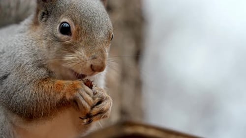 Close-up view of a wild fluffy squirrel gnawing nuts in the forest.