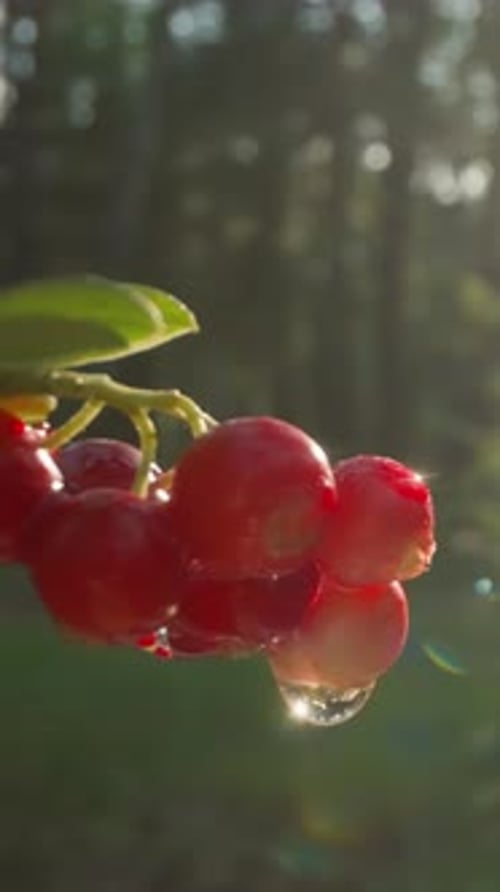 Cluster of Red Berries with Water Droplets