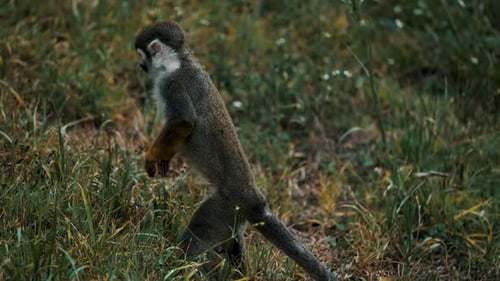 Common Squirrel Monkey Alone In The Grassy Wilderness. close up