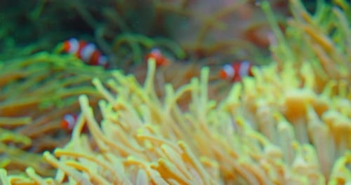 Large group of clownfish swim in anemones on coral reef, blurred background. Two-banded anemonefish.