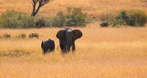Mother Elephant And Calf Standing In The Grassy Savannah At Maasai Mara National Reserve In Kenya, A