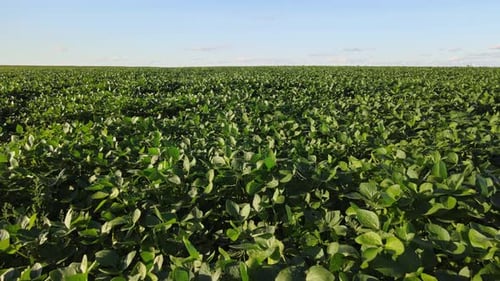 Soy fields in La Pampa