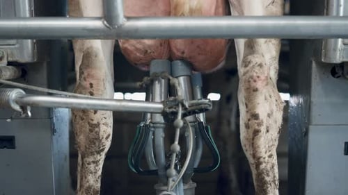 Carrousel de traite automatisé pour vaches produisant des produits laitiers dans une étable technologique en gros plan. Moderne