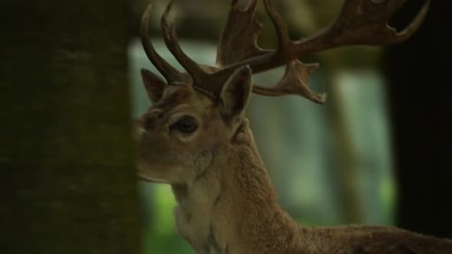 Deer head with antlers in the natural environment, wild animal, close up following shot