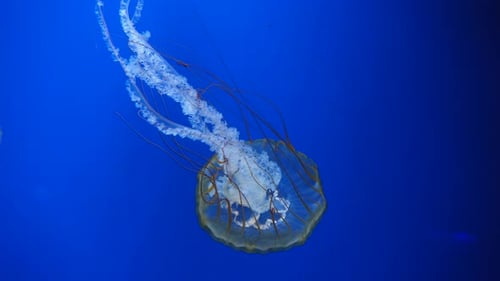 Amakusa Qualle Sanderia Malayensis im Meer
