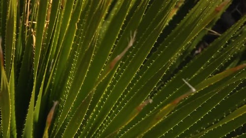 Close up of spiky sotol leaves gently moving in the breeze in Guadalupe Mountains