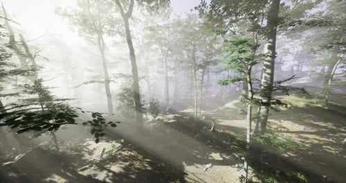 Sunlight Filtering Through Mist in a Dense Forest During Early Morning Hours