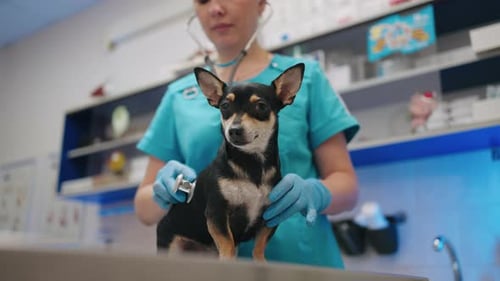 Veterinary Examination Little Black Dog is Sitting on Table in Vet Office Veterinarian is Listening