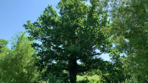 Green Leaf Covered Trees Blowing in a Strong Breeze, Against a Clear Blue Sky 4K