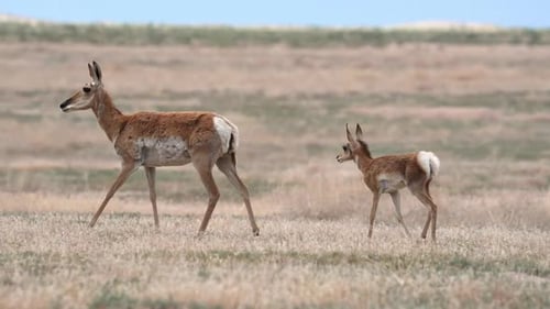 Pronghorn fawn walking with its mother through the Utah desert