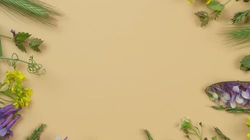 Rotating Floral Circular Composition or Frame with Wildflowers Spikelets Herbs on a Peach or Beige