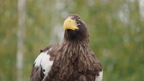 Porträt des majestätischen Steller-Seeadlers mit großem gelben Schnabel und intensiven Augen, der stolz steht