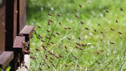 Active Bees Flying Around Beehive in Rural Setting