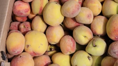 fresh organic peach from farm close up from different angle