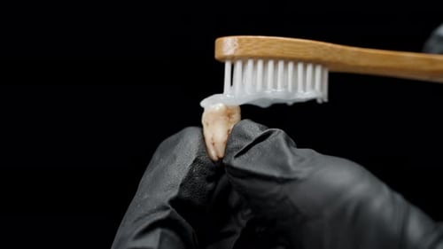 Toothbrush Cleaning Extracted Tooth with Black Background