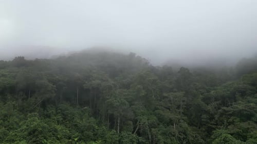 Aerial fly toward misty morning cloud at dense forest