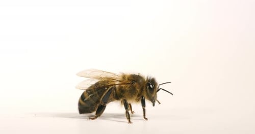 European Honey Bee, apis mellifera, Black Bee against White Background, Normandy in France