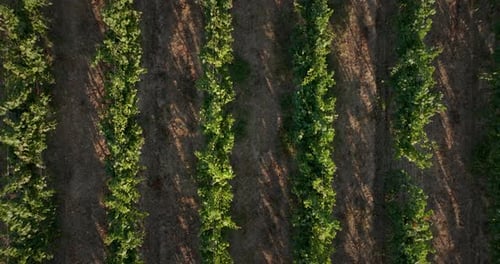 Vineyards at sunset over aerial shot