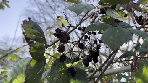 Blackberry bush with old small black fruits blowing in the wind with sun exposure and trees in backg
