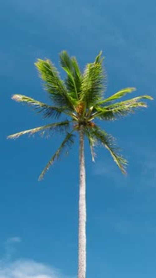 Tall Palm Tree Against Vivid Blue Sky