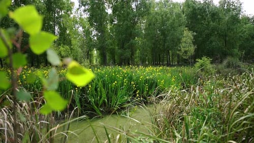 Yellow flag iris blooming in swamp surrounded by dense green forest