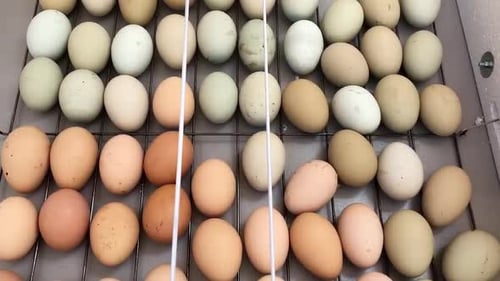 Chicken eggs turn over in an incubator. Incubator for conclusion of chickens, ducklings and gooses