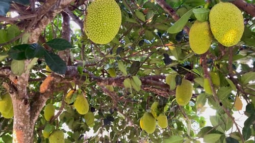 Frische junge grüne Jackfrucht hängt am Baum
