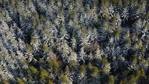 Descending drone shot into the evergreen forest. Pine trees covered with snow on a sunny day. Aerial