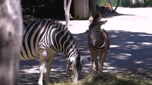 Zebras Grazing in Natural Habitat