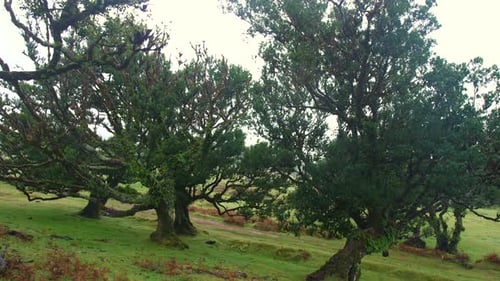 Fairy forest rainy fanal madeira wood fog mist cloudy horror moss