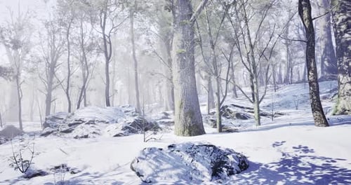 Winter Landscape with Snow Covered Trees and Rocks in a Tranquil Forest