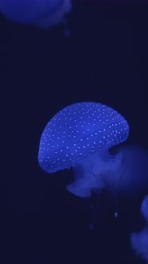 Mesmerizing Jellyfish Floating Gracefully in the Deep Sea