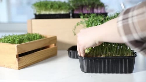 Woman planting microgreens in container at light table, closeup