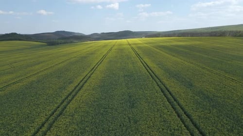 Flying over a rapeseed field on a sunny day. Aerial video filmed with a drone, flying over the field