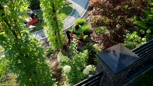 Garden Worker Trimming Decorative Tree Using Garden Shears