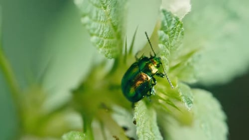 Dead-nettle Leaf Beetle on Plant in Sunlight – Nature Close Up