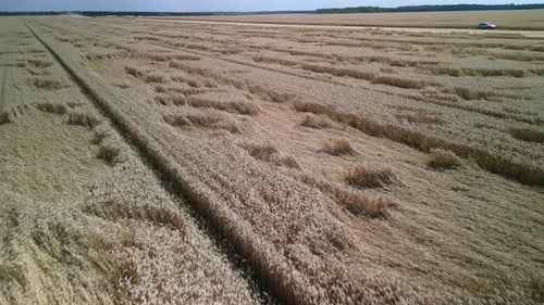 Wheat field aerial view in Ukraine