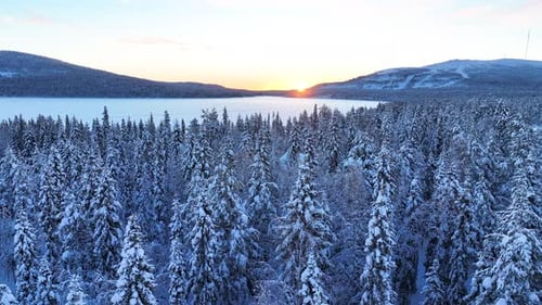 Fly Over Snowy Forest Trees During Sunrise In Finnish Lapland, Finland. Aerial Drone Shot