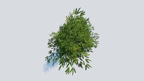 Lush Green Bush with Dense Foliage