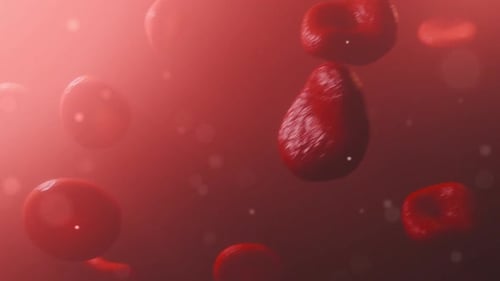 3D Animated Red Blood Cells in Flowing Biological Environment