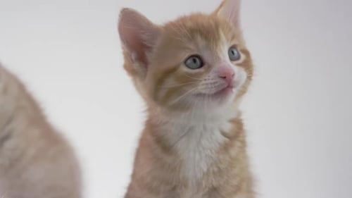 Adorable Orange Kitten Meowing on White Background