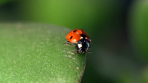 Ladybug Resting on a Green Leaf