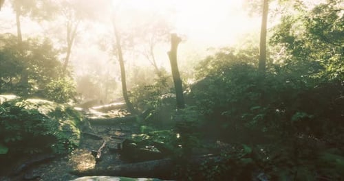 Sunlight Filters Through the Lush Greenery of a Serene Forest Path