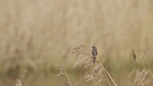 Blue breast, bluethroat bird chirping while perched on a reed branch in a grassland area - slow moti